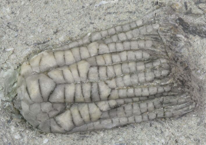 Bargain, Sarocrinus Crinoid Fossil - Crawfordsville, Indiana #68494
